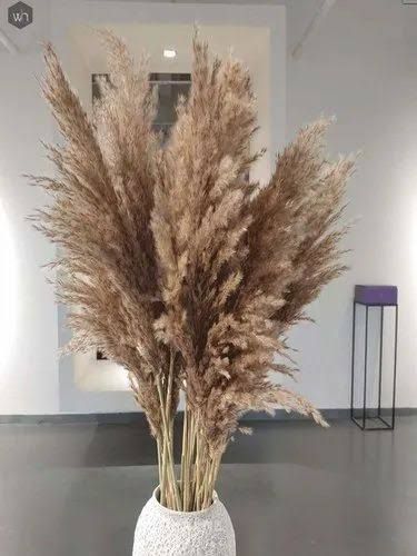 Brown Color Pampas grass Stuff stem puffy luxury premium Quality Stem