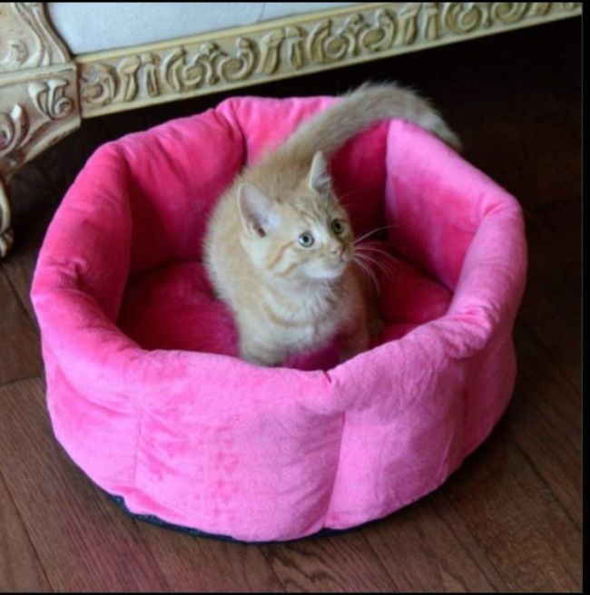 beautiful cat beds