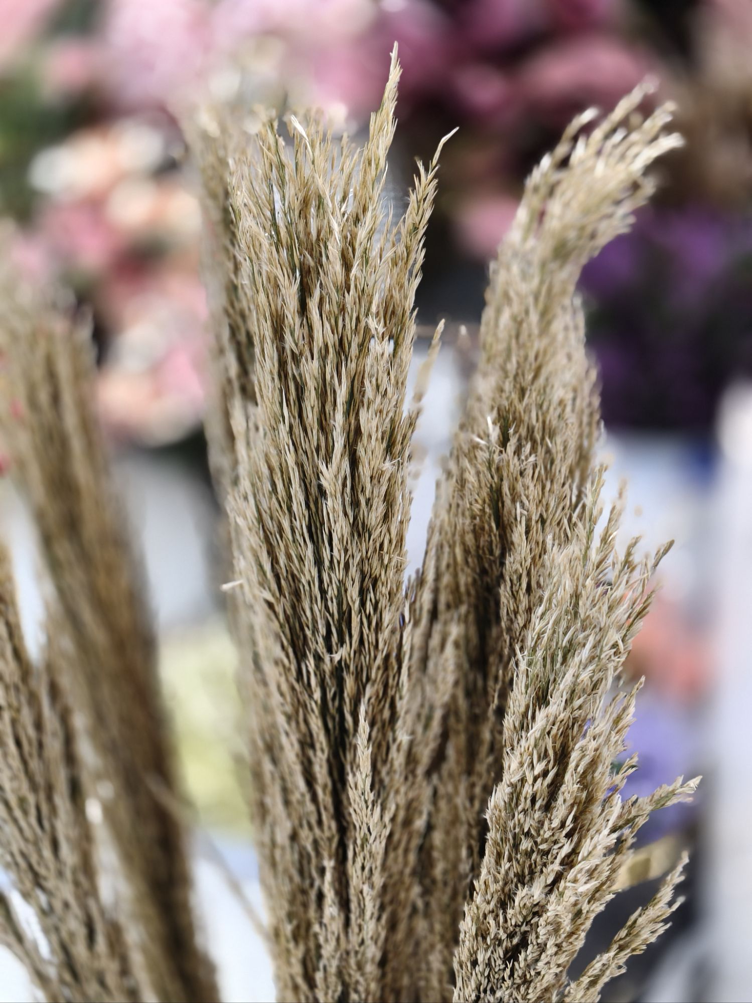 Brown Color Pampas grass Stuff stem puffy luxury premium Quality Stem