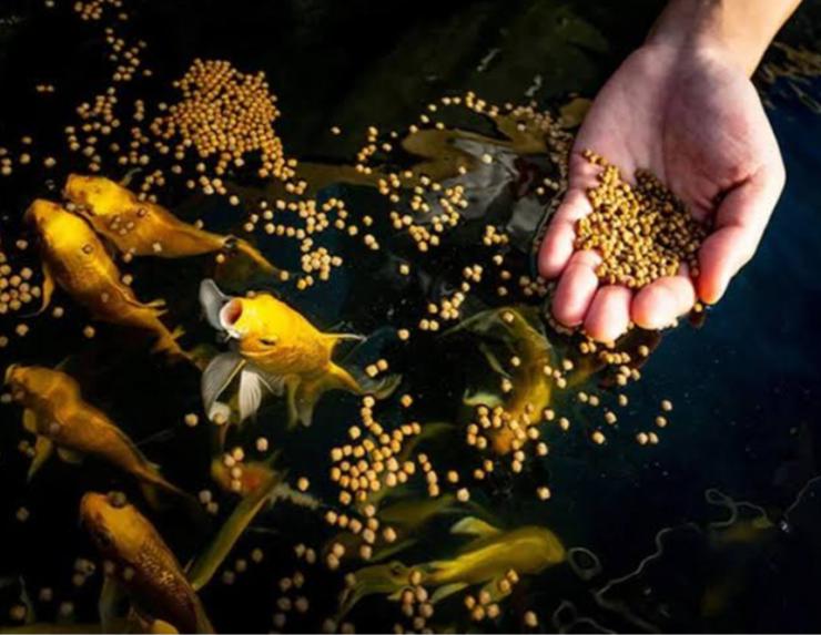 Fish Feed 50 Gram High Quality