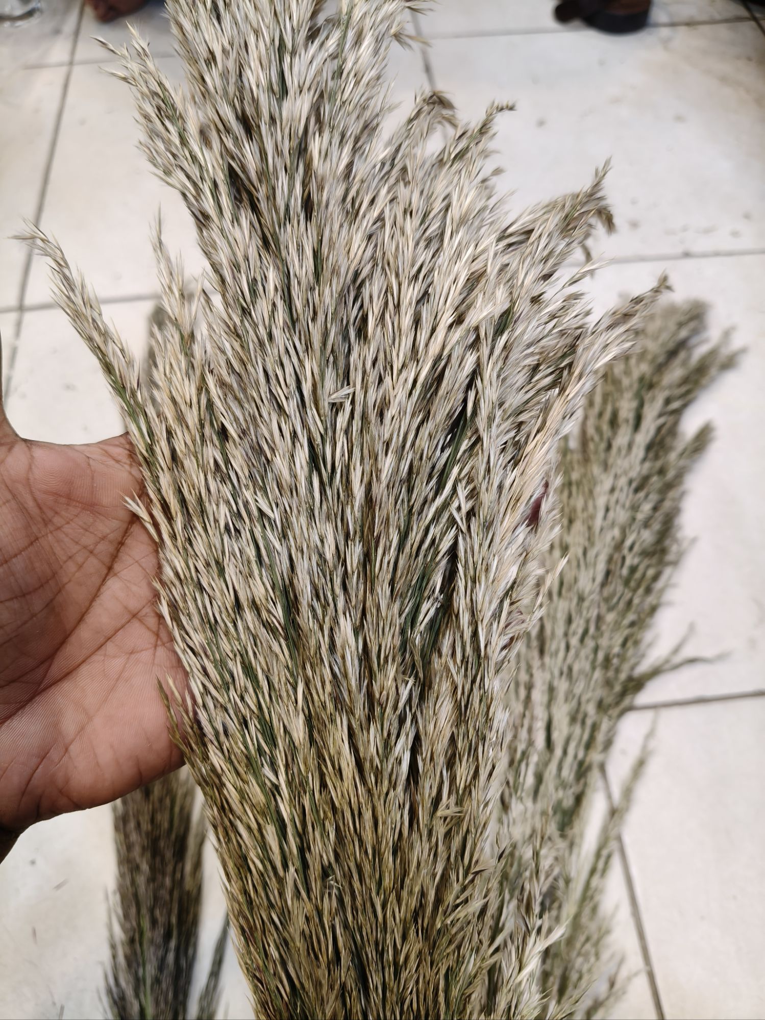 Brown Color Pampas grass Stuff stem puffy luxury premium Quality Stem