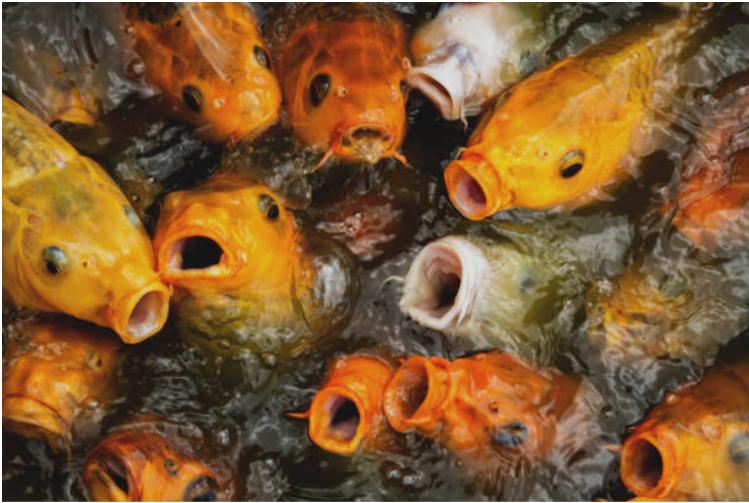 Fish Feed 50 Gram High Quality