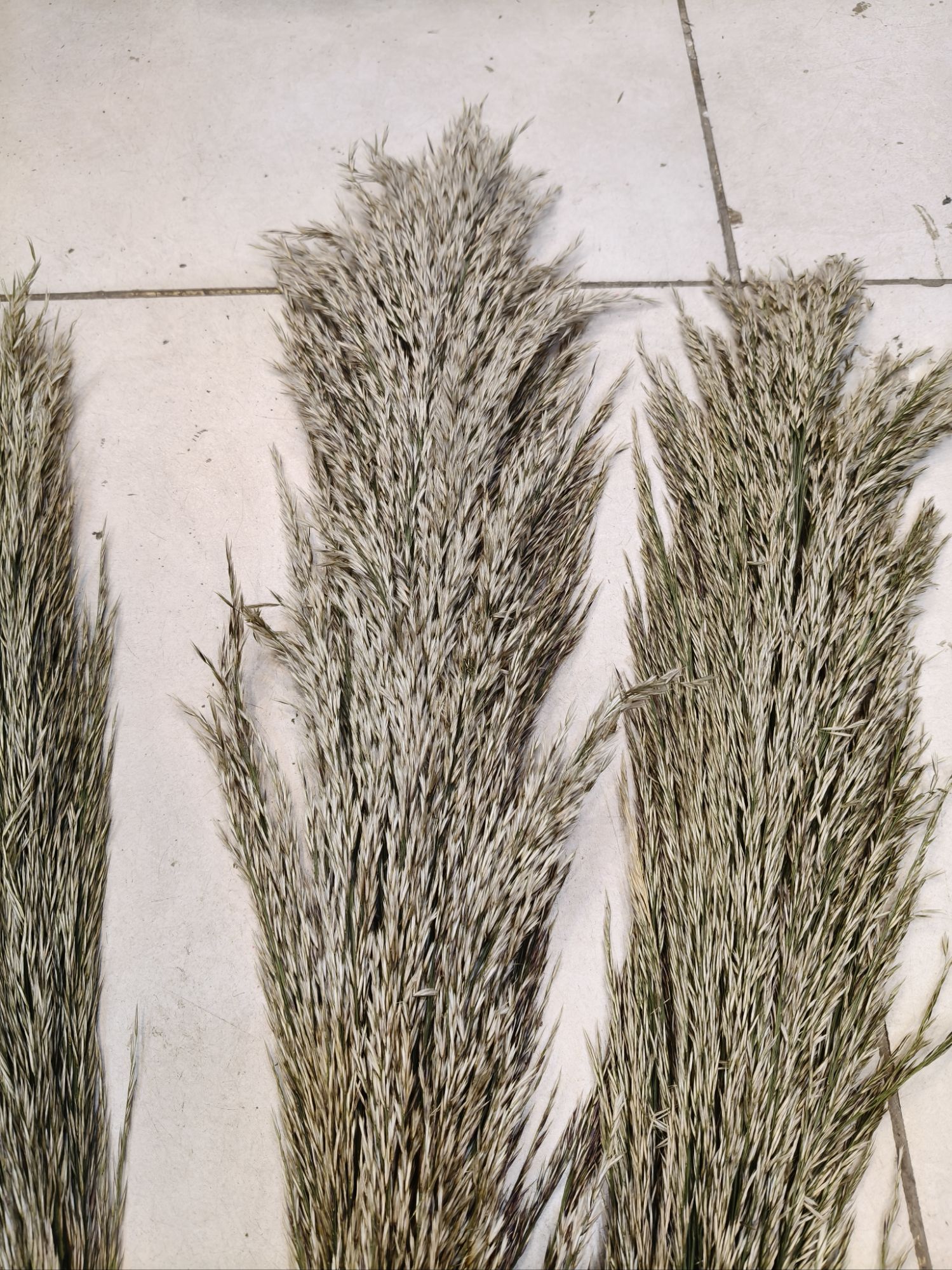 Brown Color Pampas grass Stuff stem puffy luxury premium Quality Stem