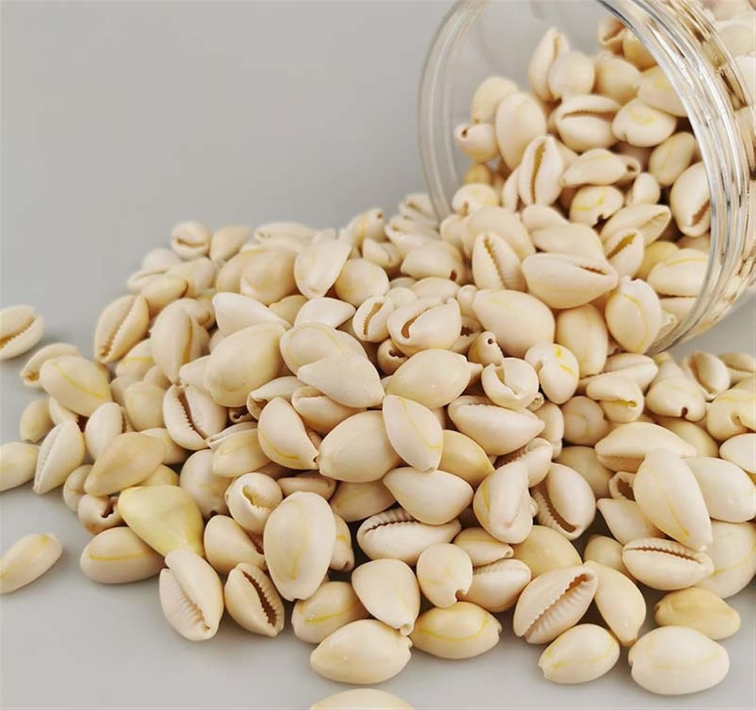 Cowrie Sepiya Pack of 30 Zero-Size Seashell