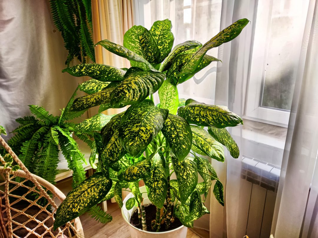 Defan Bachiya Original Live Plant – Beautiful Flowering Plant for Home & Garden