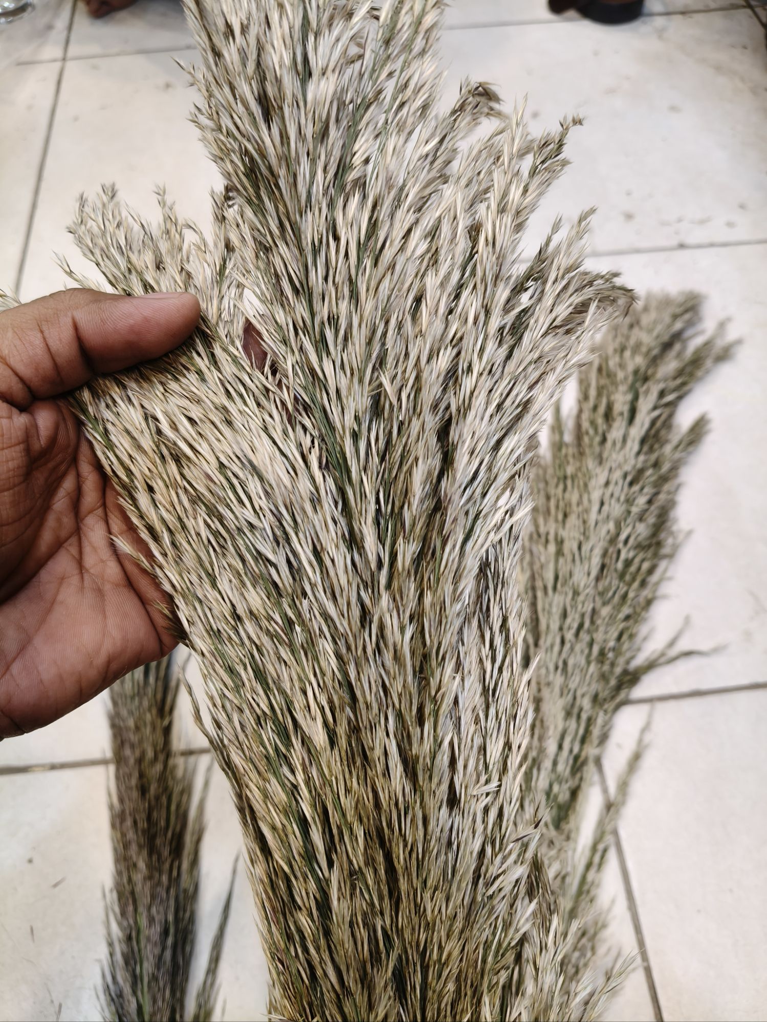 Brown Color Pampas grass Stuff stem puffy luxury premium Quality Stem