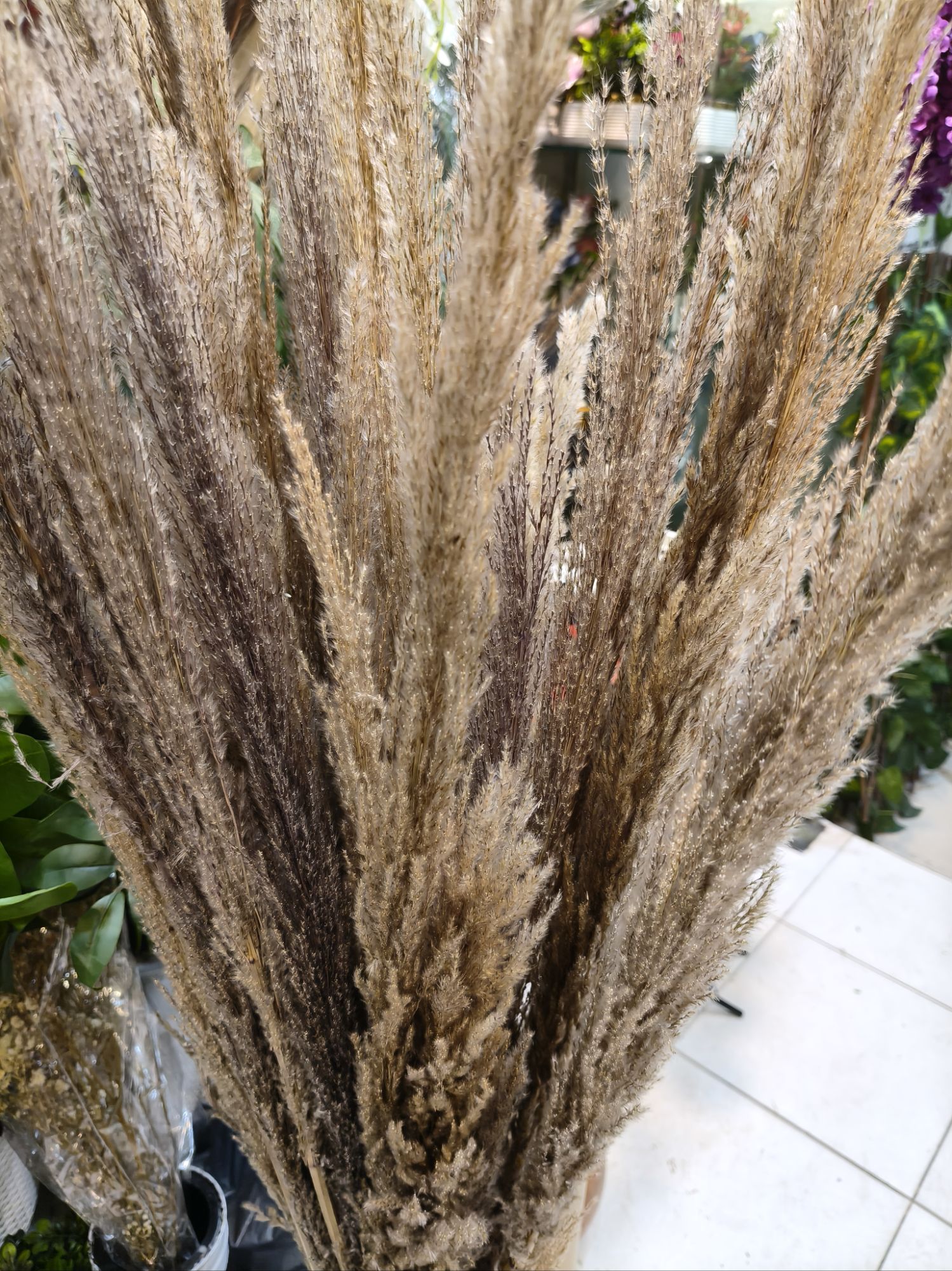 Brown Color Pampas grass Stuff stem puffy luxury premium Quality Stem
