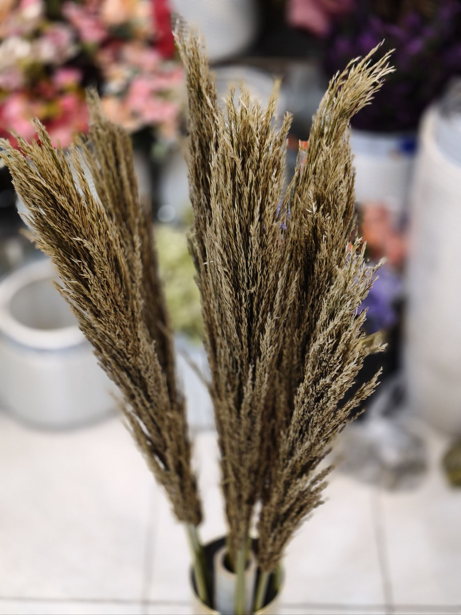 Brown Color Pampas grass Stuff stem puffy luxury premium Quality Stem
