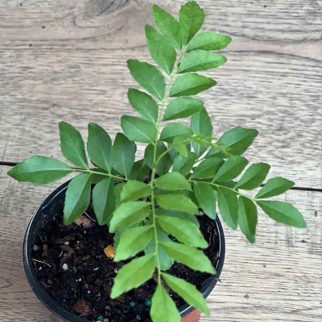 Curry Patta / Curry Leaves Plant Original